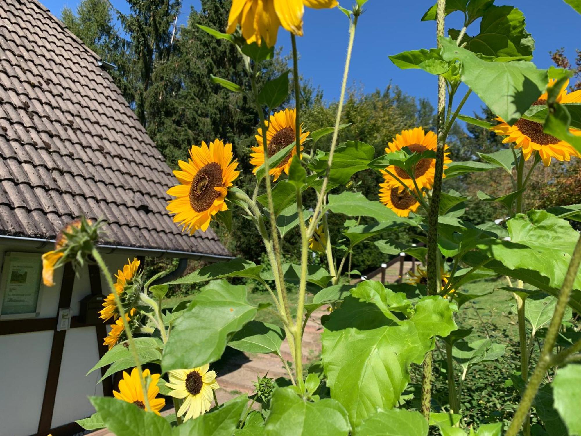 Die Kleine Ferienvilla Am Edersee Frankenau Exterior photo